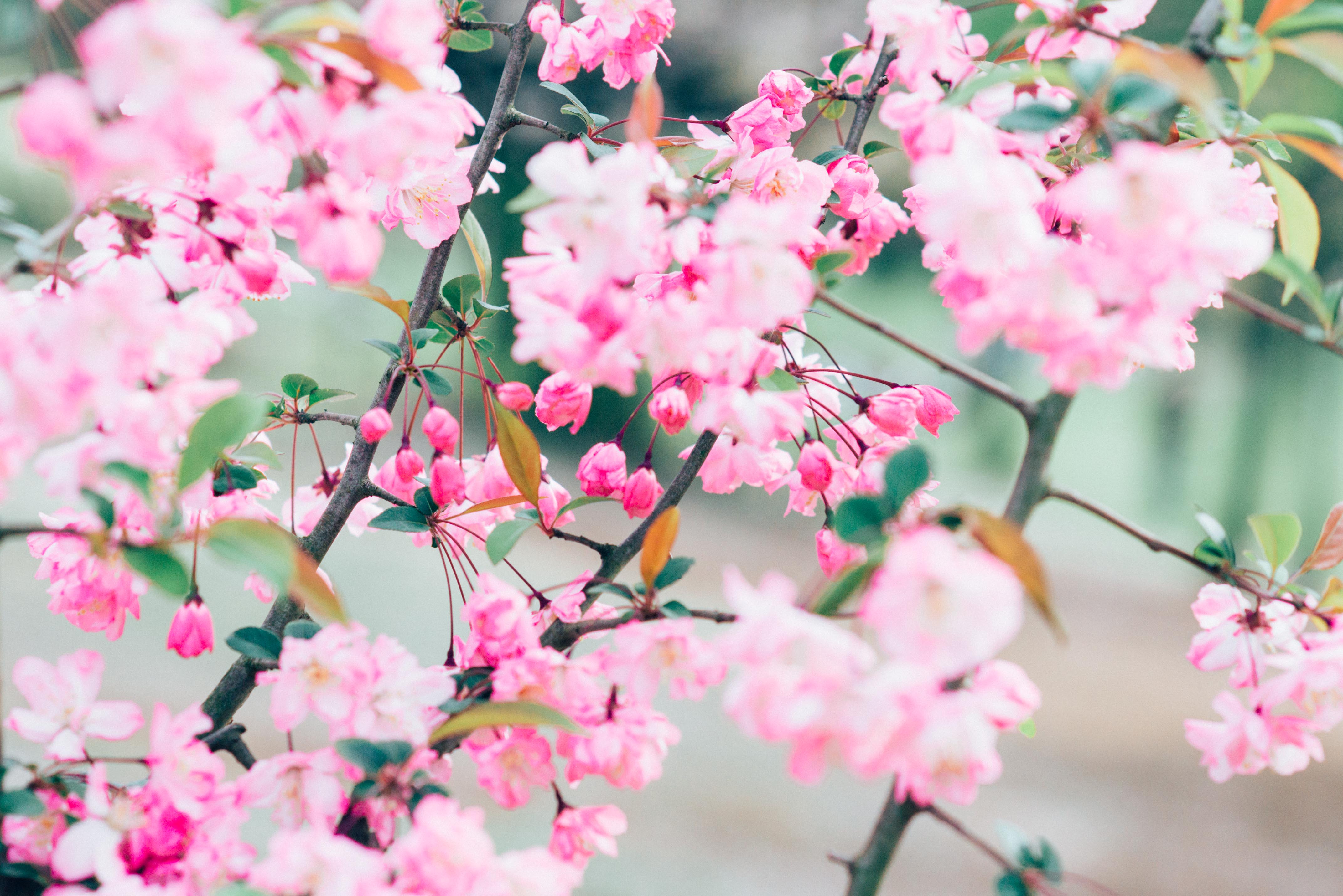【カメラ初心者必見】今年こそは失敗しない！桜をおしゃれに撮る14の方法