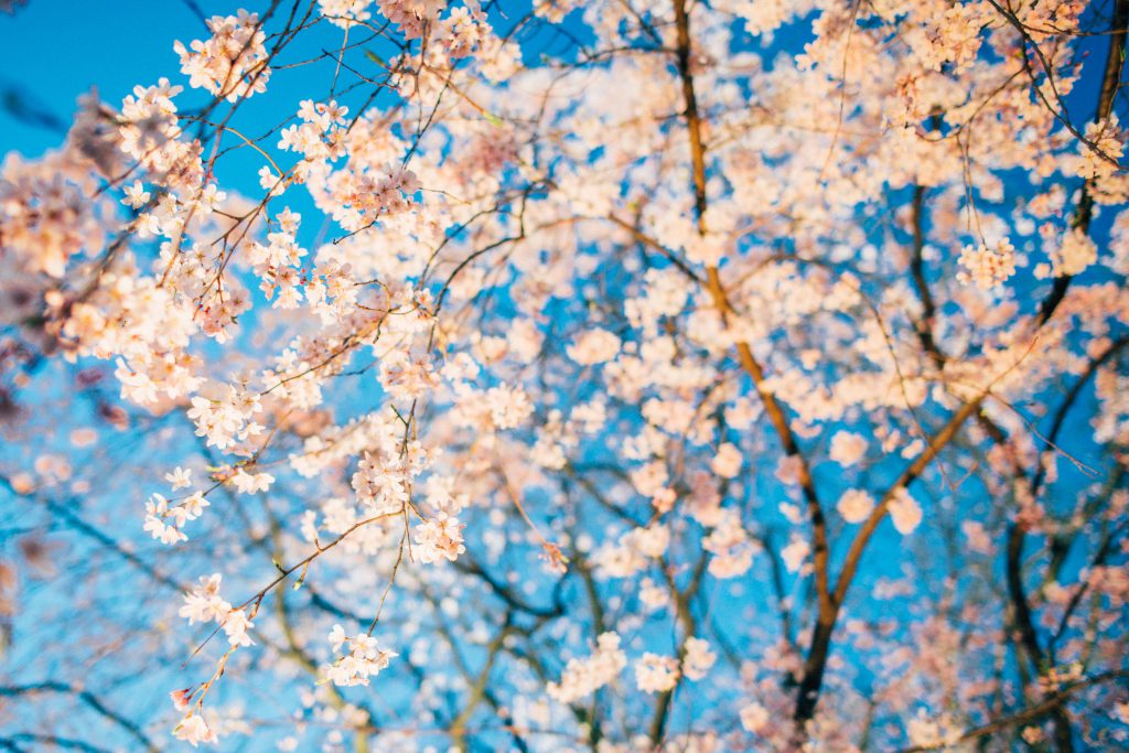 しだれ桜がライトアップして最高にキレイ！”六義園”の夜桜攻略法
