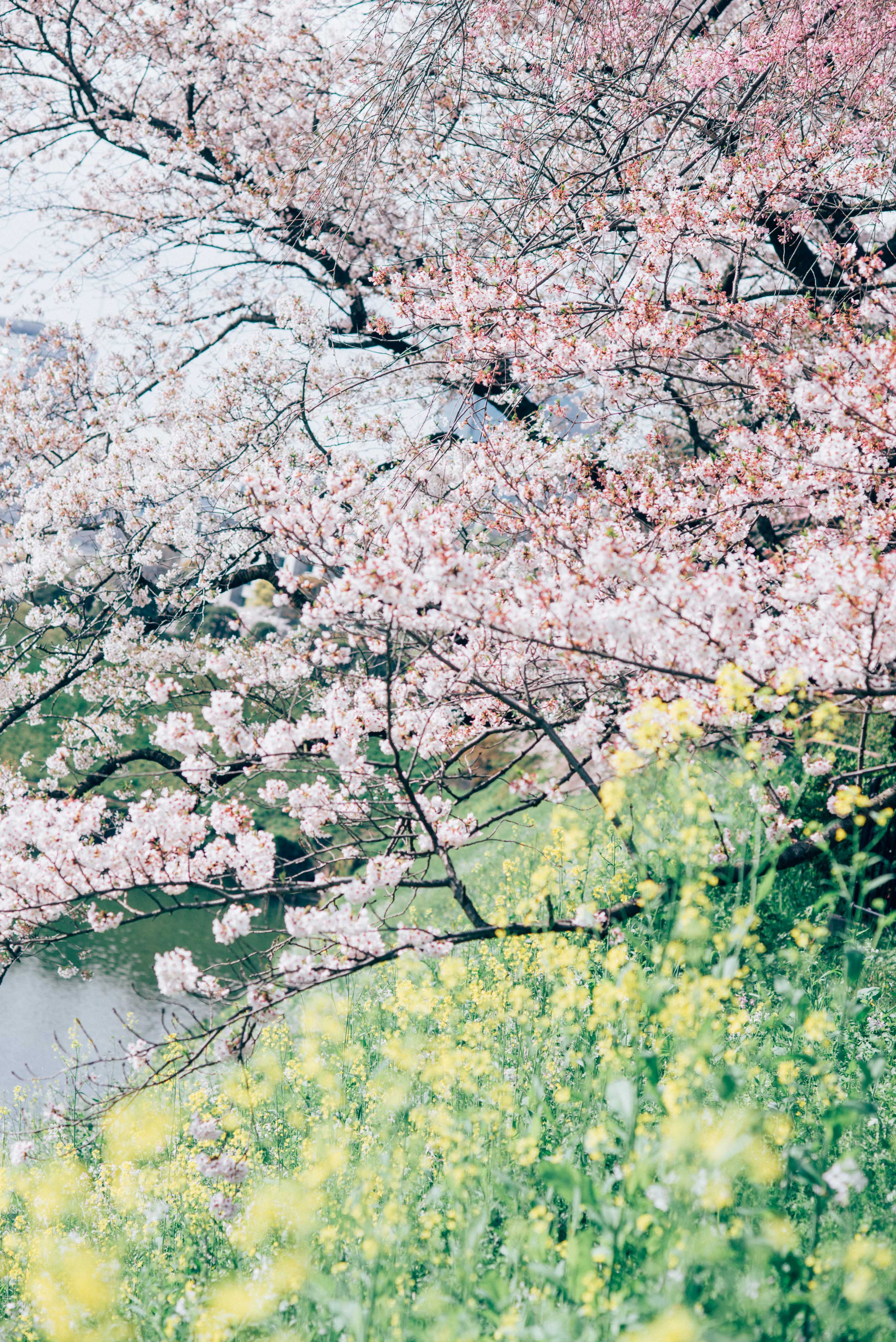 【画像大量】今年撮った桜の写真を淡々とあげてみる